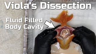 Goldfish With Dropsy  Eggbound Dissection Final Viola Update [upl. by Busby383]