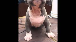 Blue Nose Pitbull Blue nose pitbull puppies for sale [upl. by Midge811]