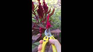 Celosia seed saving tips [upl. by Rehpotsihrc522]