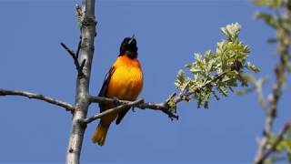 Baltimore oriole singing [upl. by Ilene175]