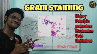 Gram Staining  Microbiology  Principle  Procedure  Tamil  Uses  Limitation ThiNK Biology TNK [upl. by Towne781]