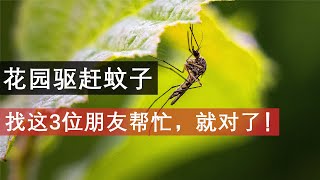 室內外三大驅蚊花卉是什麽？至少養一種，蚊子的三大克星 [upl. by Bashemeth]