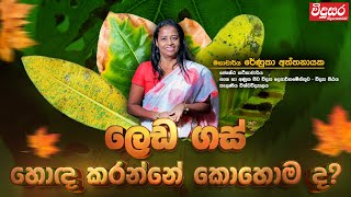 ගස් ලෙඩ වුණාම මොකක්ද කරන්නේ  Discussion with Prof Renuka N Attanayake [upl. by Clymer]