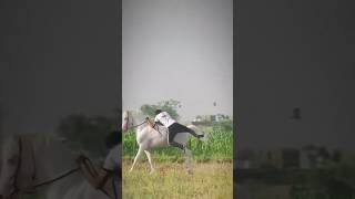 I Tried Mounting a Running Horse Bareback [upl. by Arerrac]