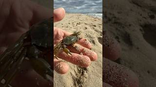 Petit vlog à la plage 🦀 nature wild wildlife humour vlog exploration [upl. by Hedveh158]