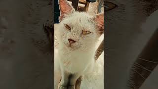 Mau mkn fypyoutubeshorts youtubeshorts catlover shortvideo kucing kucinglucu makansiang [upl. by Summons]