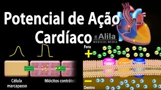 Potencial de Ação Cardíaco Animação Alila Medical Media Português [upl. by Lilaj]