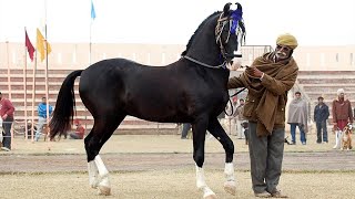 UNA DE LAS RAZAS DE CABALLO MÁS INCREÍBLES DEL MUNDO 3  CABALLO MARWARI [upl. by Atiuqan]