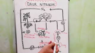 Daur Nitrogen  Daur Biogeokimia  Ekologi  Biologi X [upl. by Cornie]