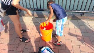 Fishing on the Detroit river [upl. by Naehs]