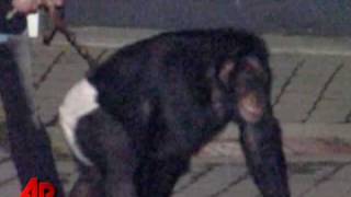 Screaming Chimp Frantic Owner Heard on 911 Call [upl. by Ecenahs]