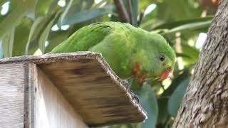 ミカヅキインコ キャンベルタウン野鳥の森 2018年3月31日 [upl. by Oetam602]