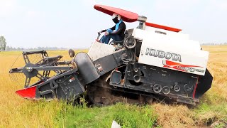 Nice Activities Kubota DC70Plus Rice Harvester Machinery Skills Operator Working Cropping Rice Farms [upl. by Aman]