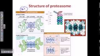 Ubiquitination protein degradation [upl. by Zirkle]