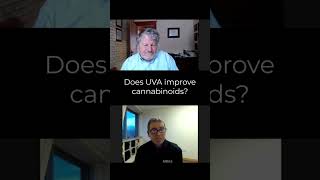 Does UVA increase cannabinoids [upl. by Ayalahs]