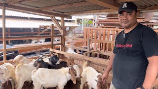 Ternak Kambing boer cross jawa randu untung nya 2 x lipat ‼️🔥🔥🔥 [upl. by Ricard]