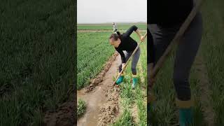 Turning water flow to irrigating crops field agriculture farming irrigation [upl. by Apicella]