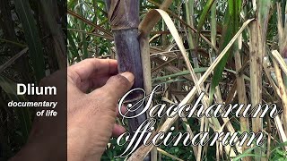 Sugarcane Saccharum officinarum  part 1 [upl. by Gun4]