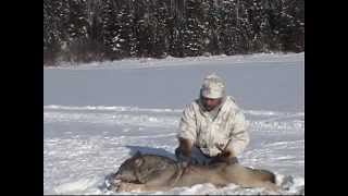 2012 Ontario Wolf Hunts with Nipigon River Bear Hunts [upl. by Amble950]