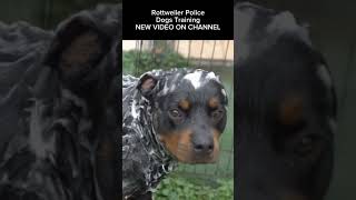 Rottweiler Police Dogs Training amp Skills for Fighting Crime [upl. by Alemak733]