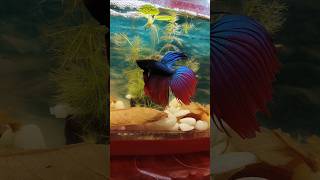 Fighter Fish  Beta Fish  shorts ytshorts food deliciouscook youtubeshorts cute foryou [upl. by Tacye]