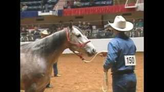 Inaugural Versatility Ranch Horse competition [upl. by Christenson]