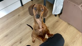 Mini dachshund wants to play [upl. by Inalel]