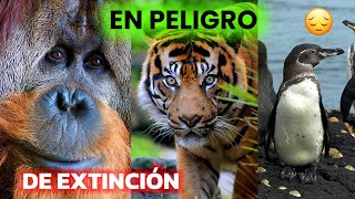 ¡Animales en Peligro de Extinción El Último te sorprederá [upl. by Rieth742]