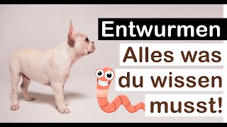 Wurmkur Hund alternativen zur chemischen Wurmkur für Hunde Hausmittel Kosten Wurmkur wie oft [upl. by Nonnaer781]