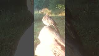 Northern Flicker Working on the Trail Camera Log [upl. by Atsok]