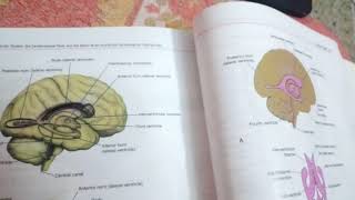 LATERAL VENTRICLES of BRAIN part 1body of ventricle [upl. by Quennie]