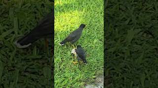 Acridotheres tristis commonmyna birds bird [upl. by Aneeles]