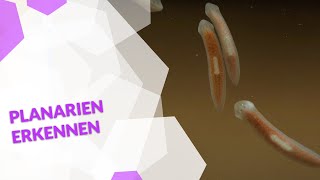 Planarien erkennen  Plagegeister im Aquarium  Tipps von Ulli Bauer [upl. by Nohsav]