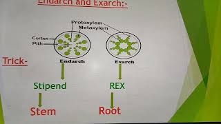 EndarchExarchOpenClose Vascular bundles [upl. by Dib]