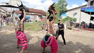 Atraksi Banteng Suro Putra Kembar Feat Barongan Live Di Kisaran Sei Silau Pangkal Titi [upl. by Oikim]