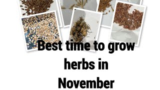 How to grow herbs 🌿 at home in november best time to grow herbs seeds novemberplantifthemonth [upl. by Daniele]