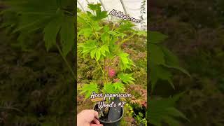 Acer japonicum ‘Wood’s 2’ Check out this amazing Japanese Maple 🍁 mrmapleshow trees [upl. by Aniratac]