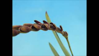 Pleurothallis saurocephala orchid [upl. by Sharpe624]