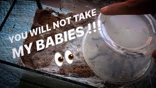 REMOVE mother TARANTULA take BABIES put her BACK in [upl. by O'Toole]