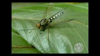 Snipe fly infected by a fungus Furia ithacensis [upl. by Chandler]