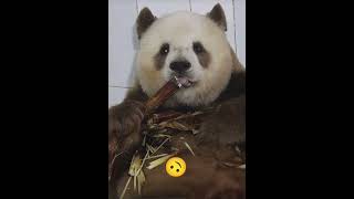 Funny panda eating bamboos and paused for cam 😂 animals new shortsfeed [upl. by Holzman868]