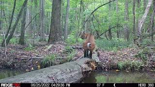 Ridgetec Lookout Video to the APP from the Log in a Swamp [upl. by Mukerji]