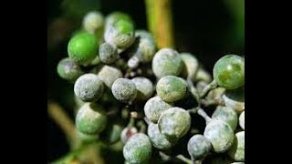 Vigne maladies ravageurs carences traitements entretien etc [upl. by Garrik]