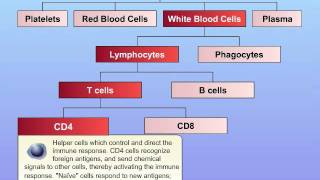 Basic Function of Immune System [upl. by Egerton]