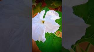 Piya aaye na slowed reverb viralshort shortsfeed flower [upl. by Klug]