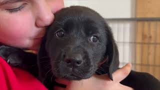 Black Female English Labrador Retriever Available [upl. by Tyree277]