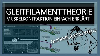 Muskelkontraktion einfach erklärt Gleitfilamenttheorie Ablauf  Querbrückenzyklus  Sport Biologie [upl. by Ellehcor]