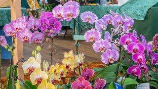 Nambour Orchid Show 2021 [upl. by Adnoved]