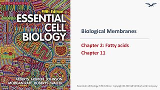 Biological Membranes Overview [upl. by Ora395]