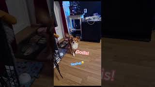 Hva er det Fanta vil😍 Link pawtalkno  pawtalk hunderinorge chihuahua hundetrening [upl. by Olivann]